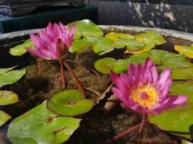 佛山禅城祖庙古典风景摄影粉莲花