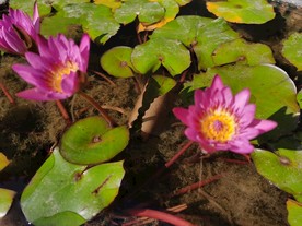 佛山禅城祖庙古典风景摄影粉莲花