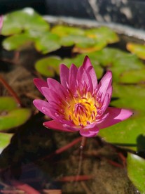 佛山禅城祖庙古典风景摄影粉莲花