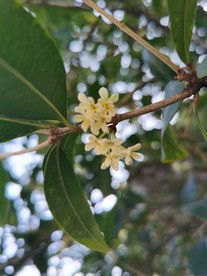 佛山禅城祖庙桂花摄影