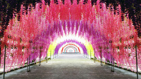 旅游景点网红花海过道