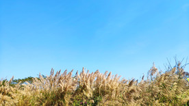 蓝天下的芦苇丛