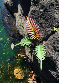 石缝上的蕨类植物