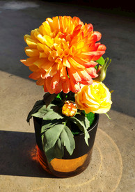 大黄菊花盆栽静物