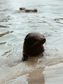 海狮