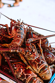 龙虾