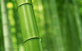 植物特写