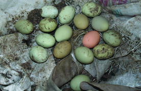 土鸡蛋   乌鸡鸡蛋