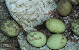 土鸡蛋   乌鸡鸡蛋