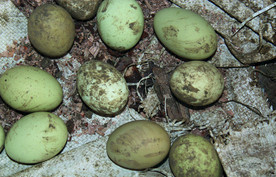 土鸡蛋   乌鸡鸡蛋