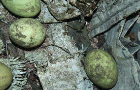 土鸡蛋   乌鸡鸡蛋