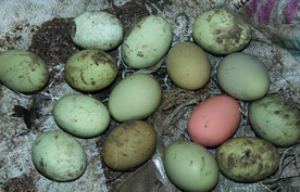 土鸡蛋   乌鸡鸡蛋