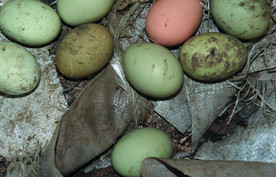 土鸡蛋   乌鸡鸡蛋
