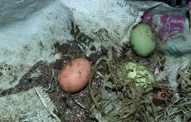土鸡蛋   乌鸡鸡蛋