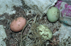 土鸡蛋   乌鸡鸡蛋