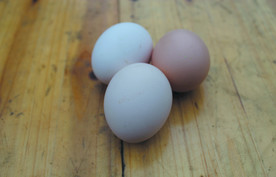 鸡蛋   食品    食物原料