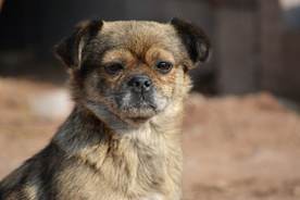 农家小土狗可爱狗狗特写