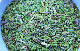 茴香  香料  食物原料