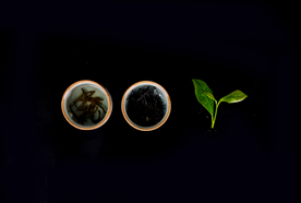 茶