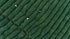 茶园