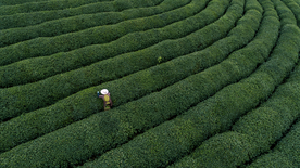 茶园