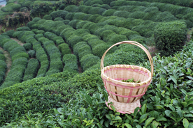 茶园