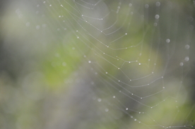 蜘蛛网