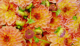 菊花