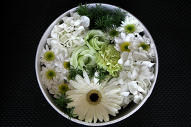 雏菊
