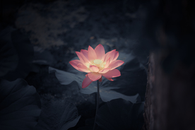 荷花