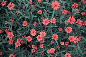 花