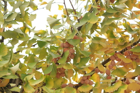 银杏树