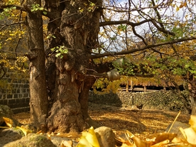 银杏树