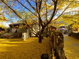 银杏树