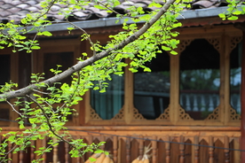 银杏树