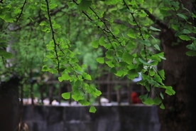 银杏树