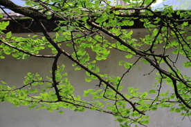 银杏树