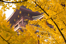 银杏树