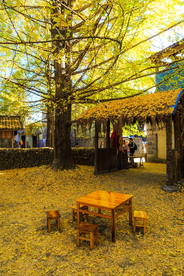 银杏树