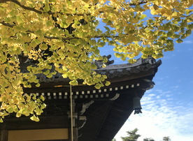 银杏