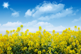 油菜花