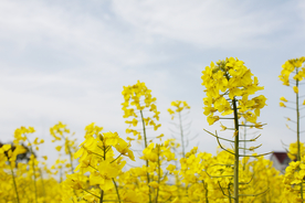 油菜花