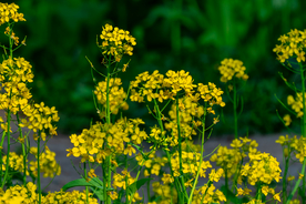 油菜花