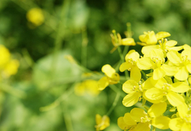油菜花