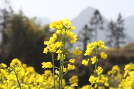 油菜花