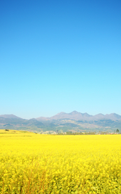 油菜花