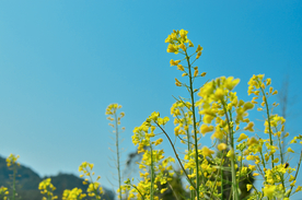 油菜花