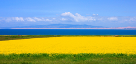 青海湖油菜花