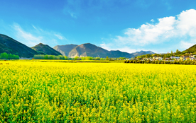 油菜花