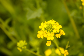 油菜花